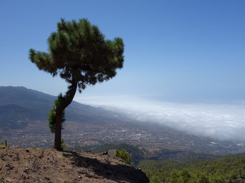 PR LP 13.3 · Pico Bejenado